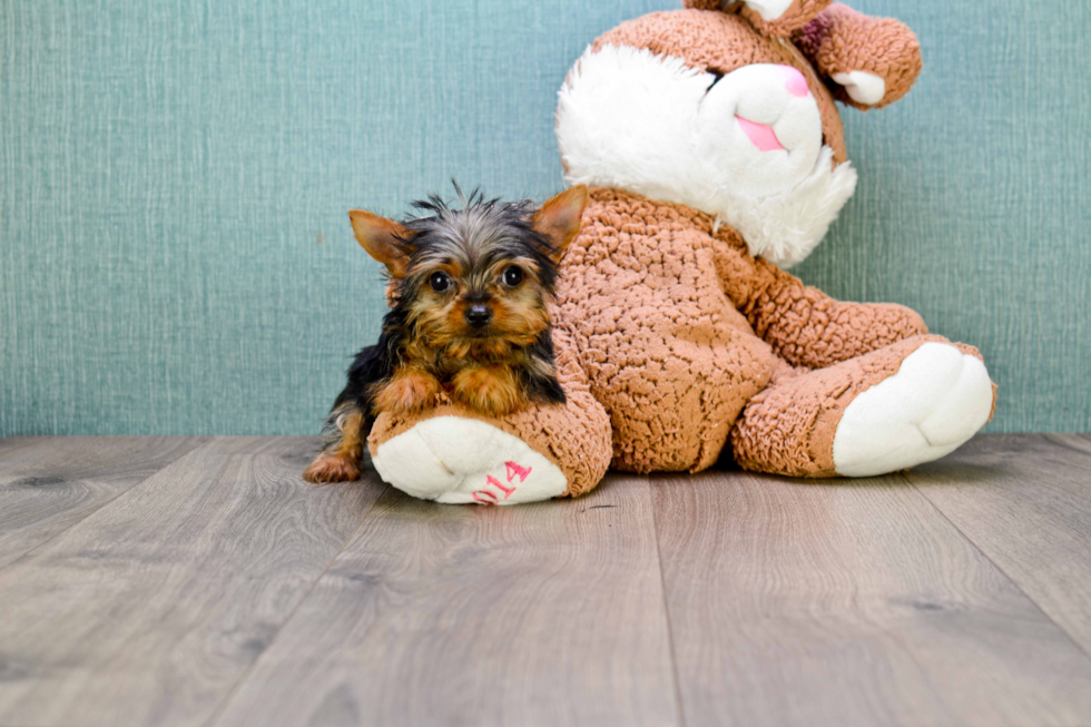 Meet Joey - our Yorkshire Terrier Puppy Photo 