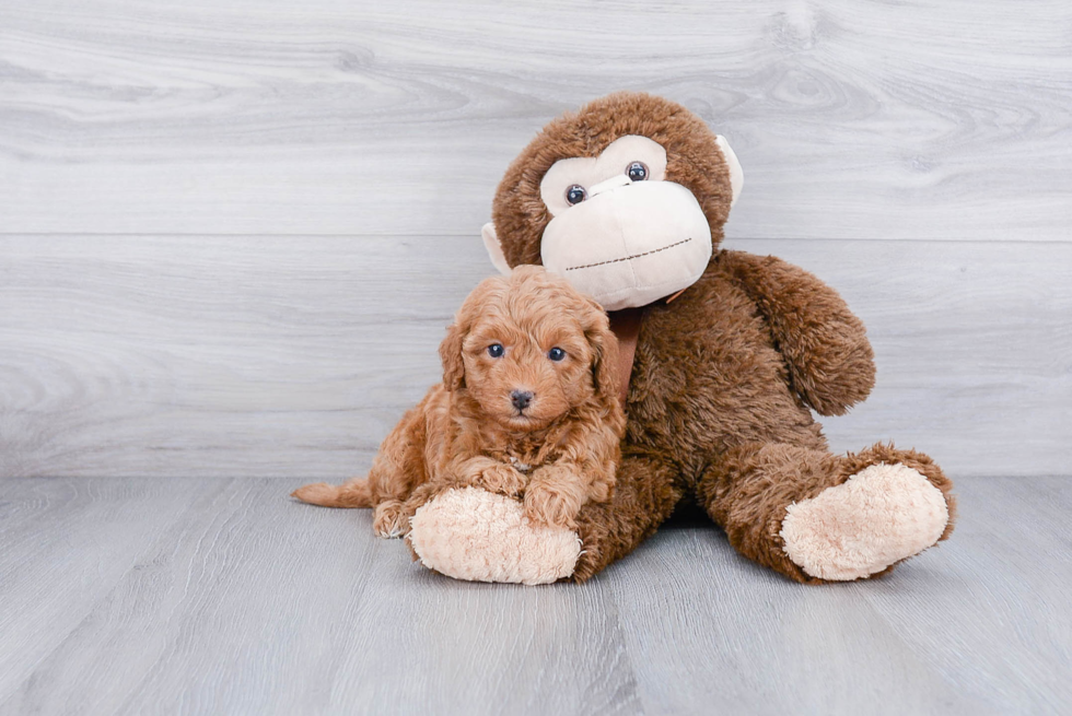 Cavapoo Puppy for Adoption