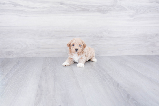 Playful Maltese Poodle Poodle Mix Puppy