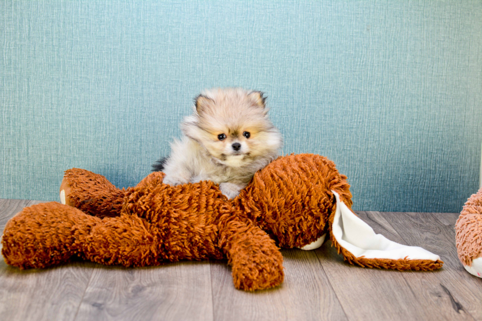 Pomeranian Pup Being Cute