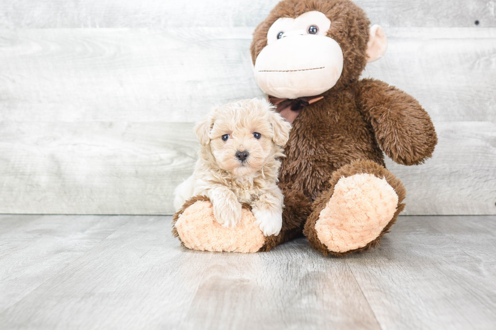 Cute Maltipoo Baby