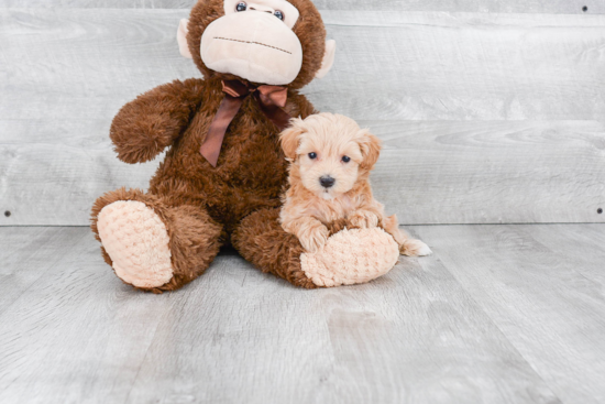 Funny Maltipoo Poodle Mix Pup