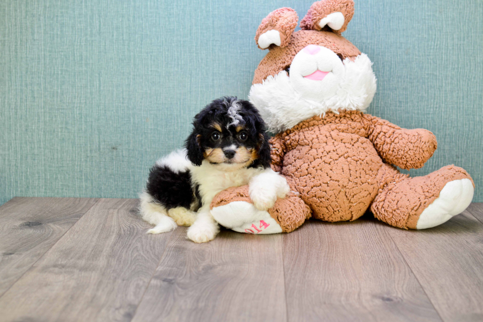 Cavapoo Puppy for Adoption