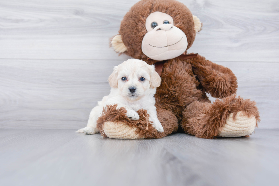 Little Havanese Poodle Mix Puppy