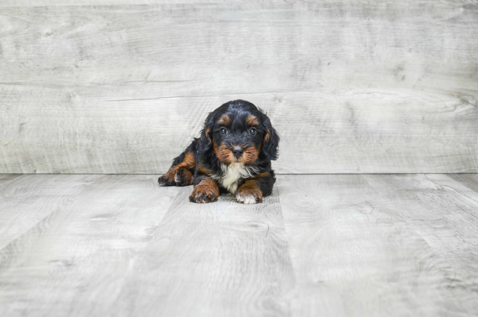 Fluffy Mini Bernedoodle Poodle Mix Pup