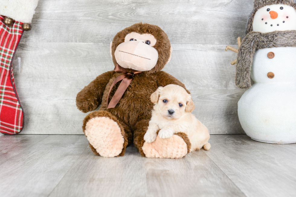 Playful Cavalier Designer Puppy