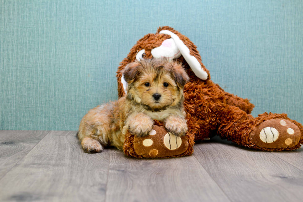 Happy Morkie Baby