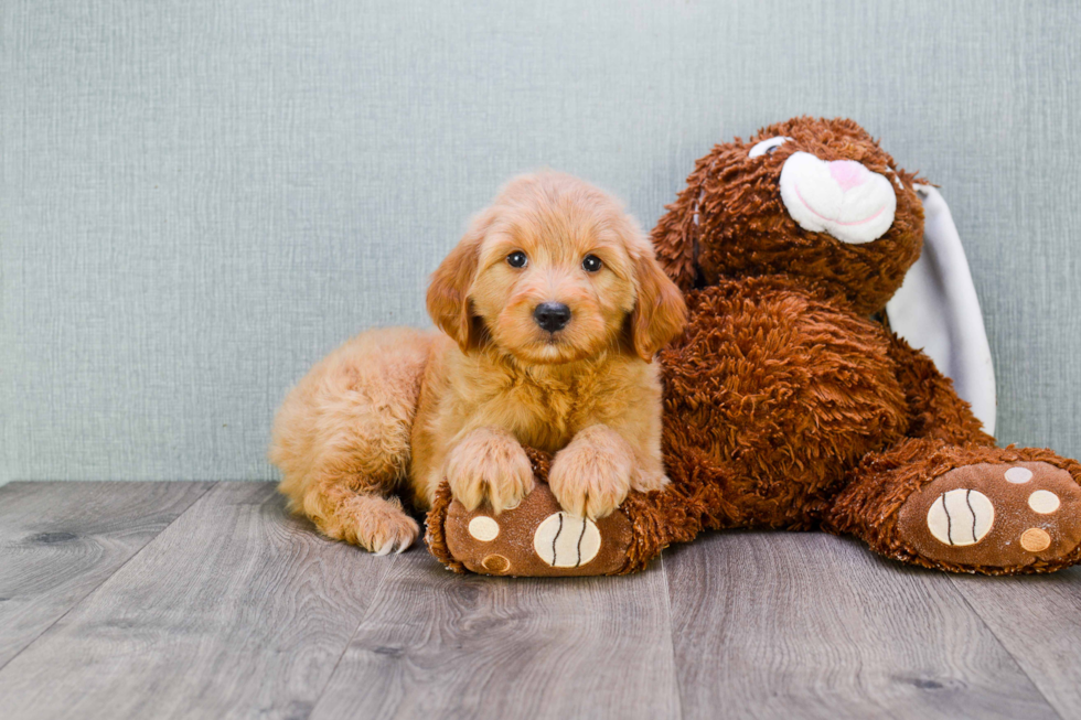 Sweet Mini Goldendoodle Baby