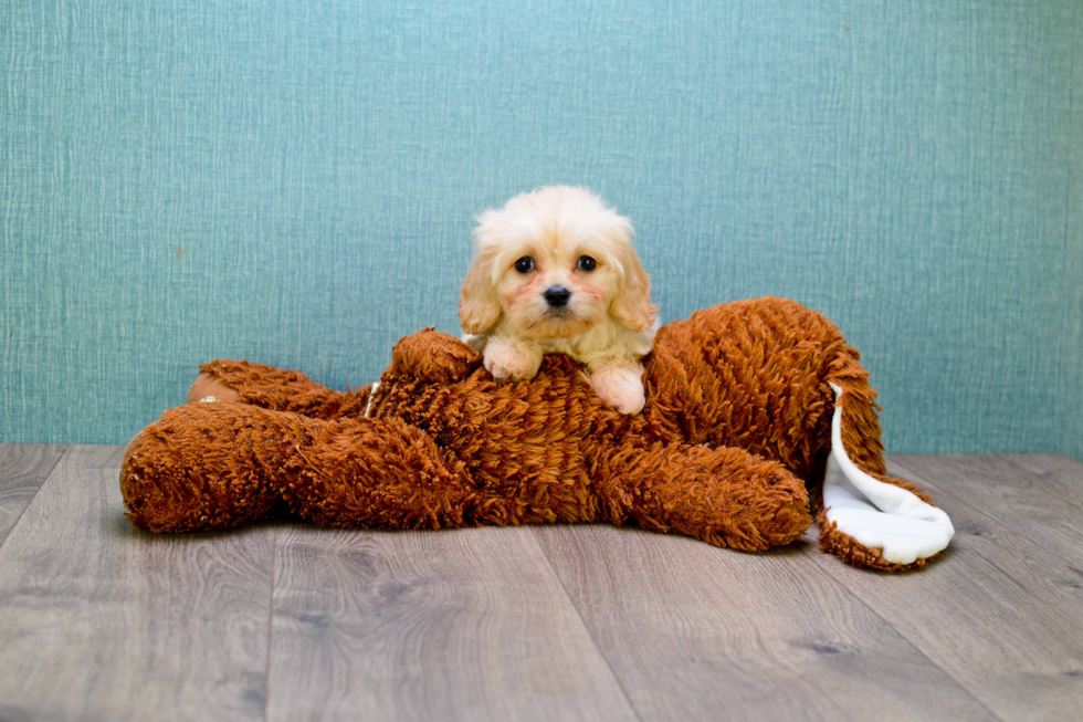 Cavachon Pup Being Cute