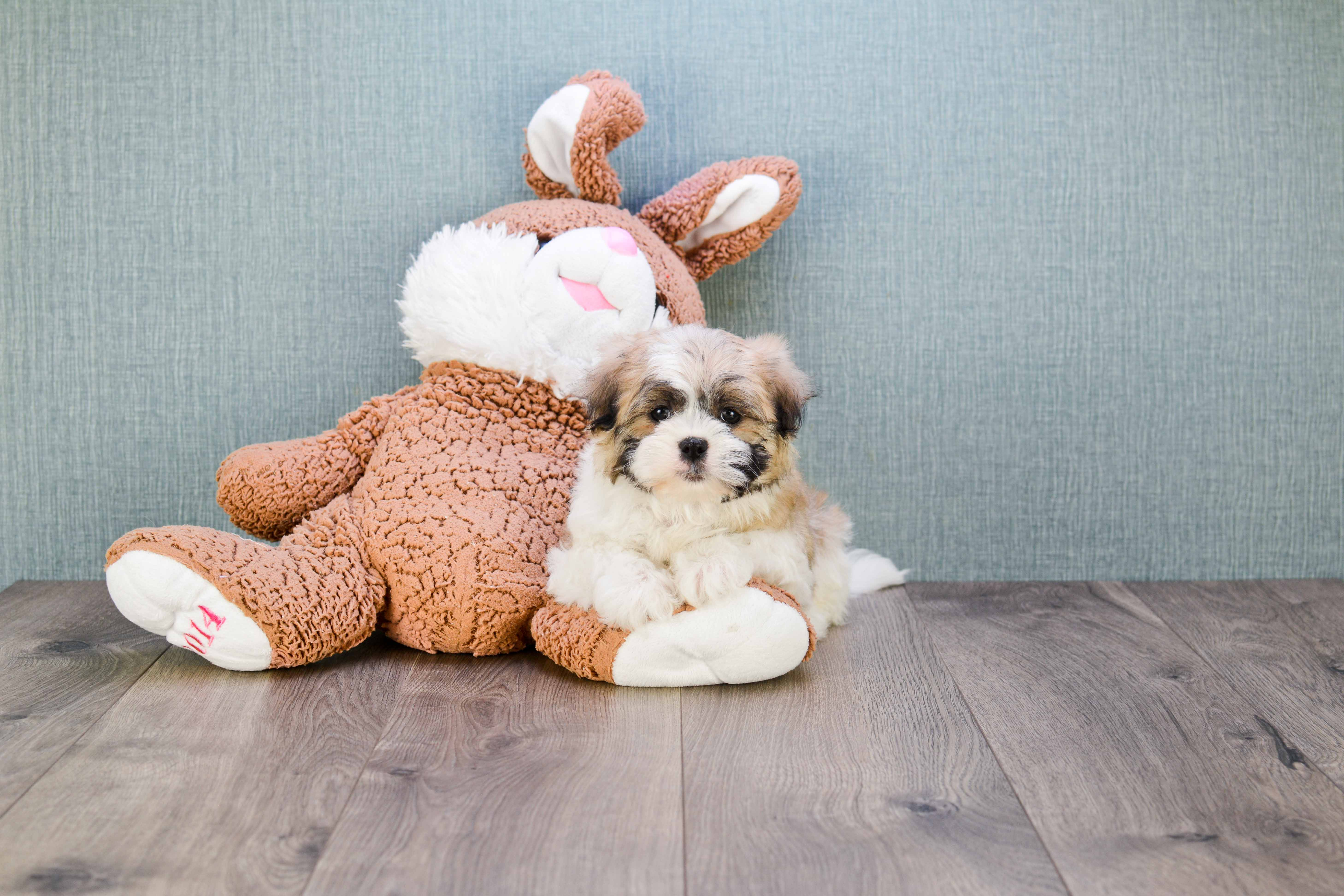 Best Teddy Bear Baby