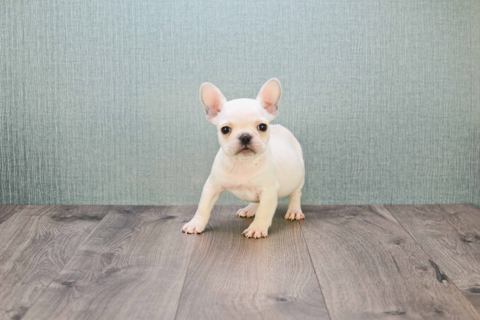 Happy Frenchie Purebred Puppy