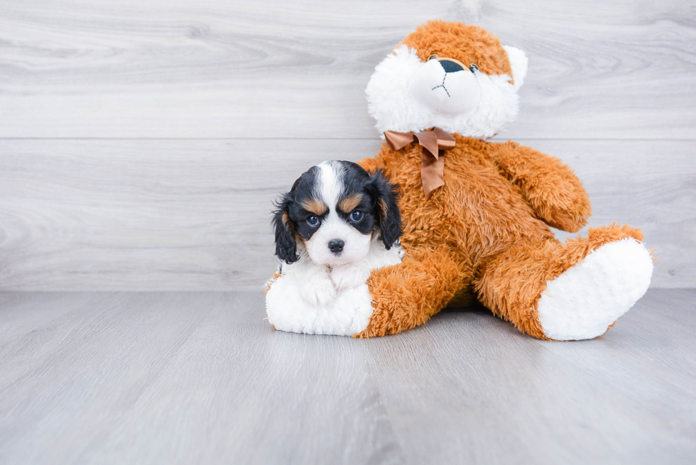 Playful Cavalier King Charles Spaniel Purebred Pup