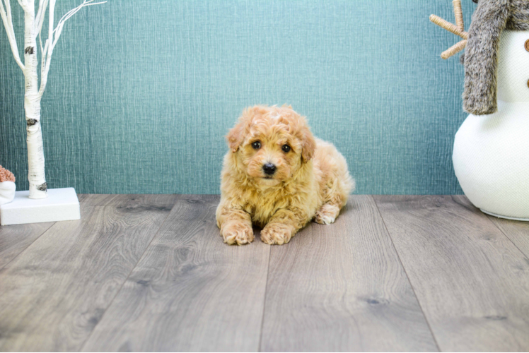 Happy Cavapoo Baby
