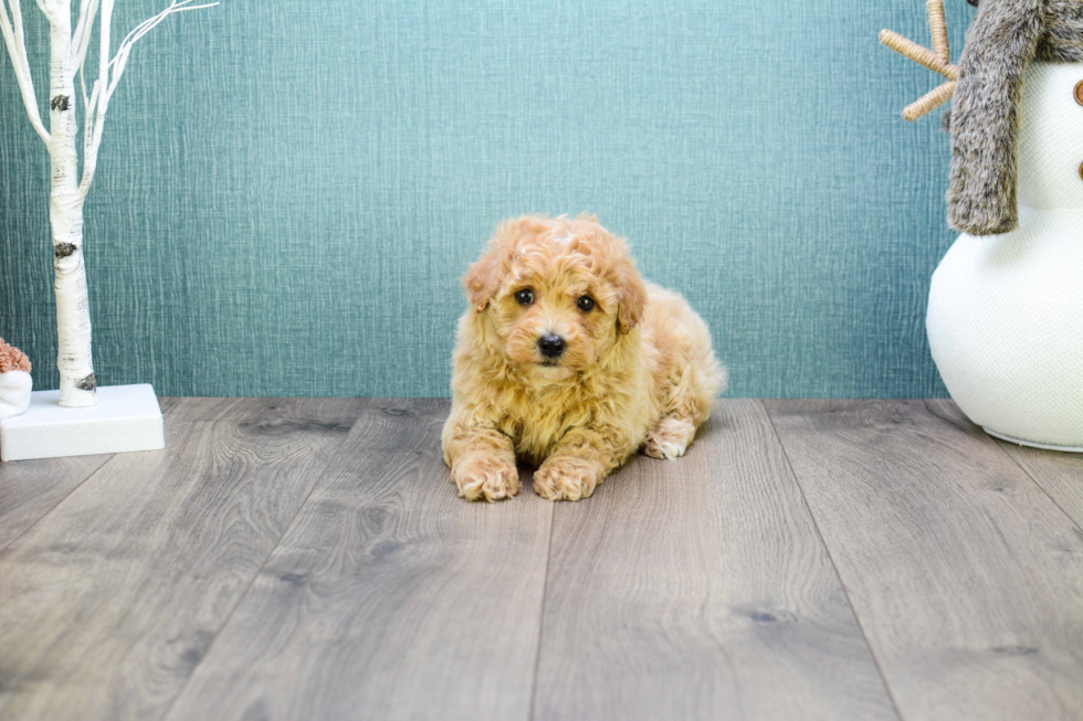 Happy Cavapoo Baby