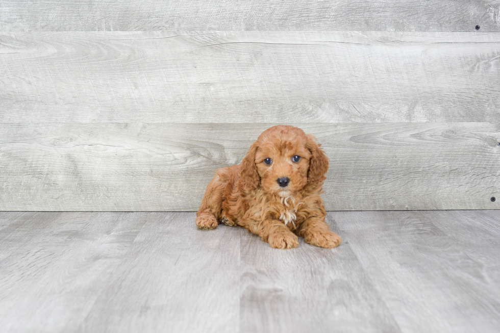 Cavapoo Puppy for Adoption