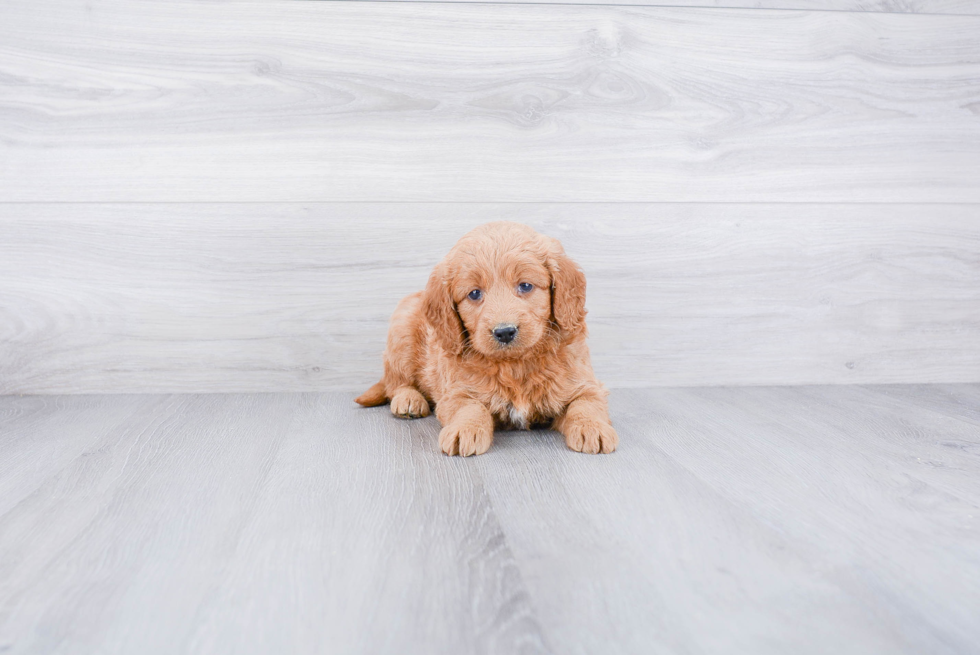 Sweet Mini Goldendoodle Baby