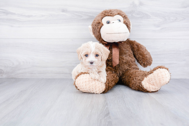 Friendly Maltipoo Baby