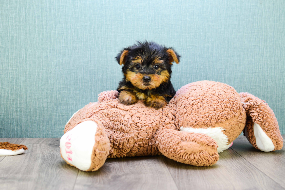 Meet Teacup-Jeremy - our Yorkshire Terrier Puppy Photo 