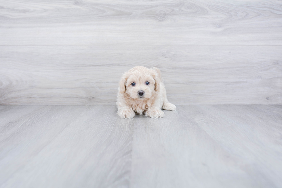 Best Maltipoo Baby