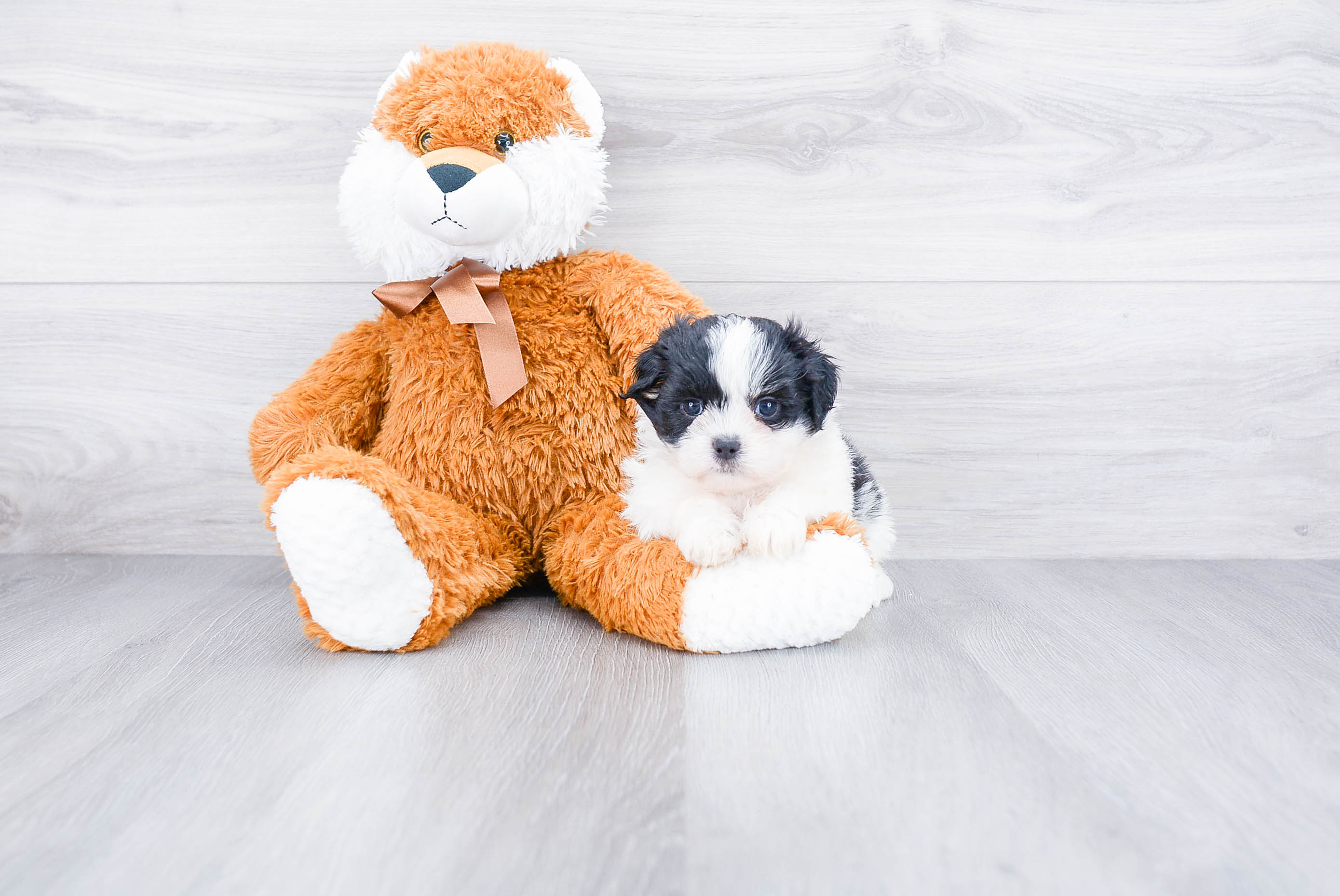 Petite Teddy Bear Designer Pup