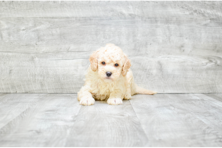 Playful Golden Retriever Poodle Mix Puppy