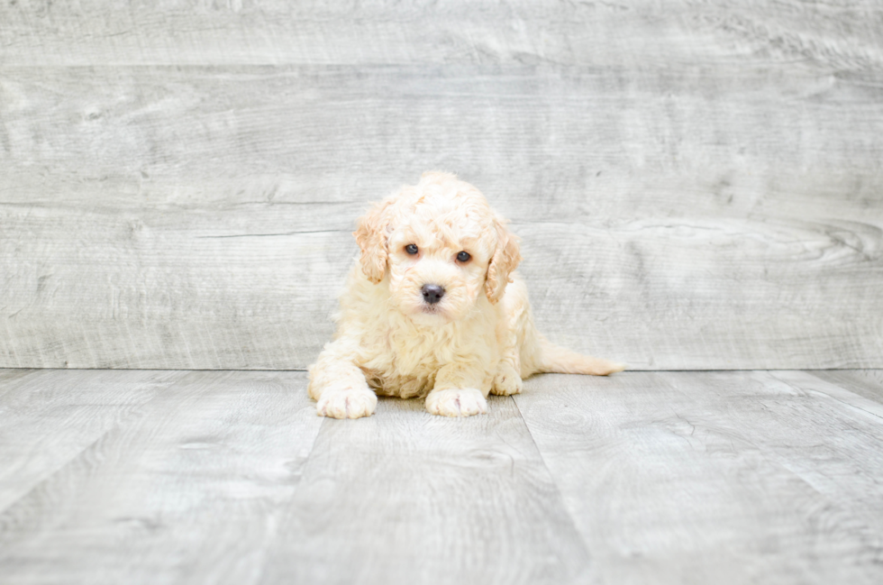 Playful Golden Retriever Poodle Mix Puppy