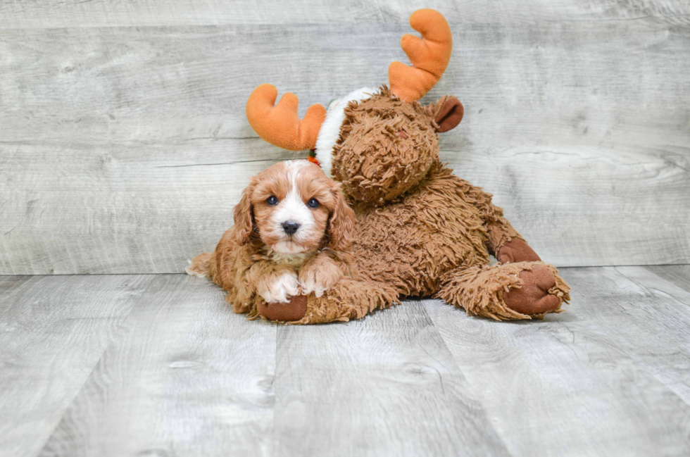 Smart Cavapoo Poodle Mix Pup