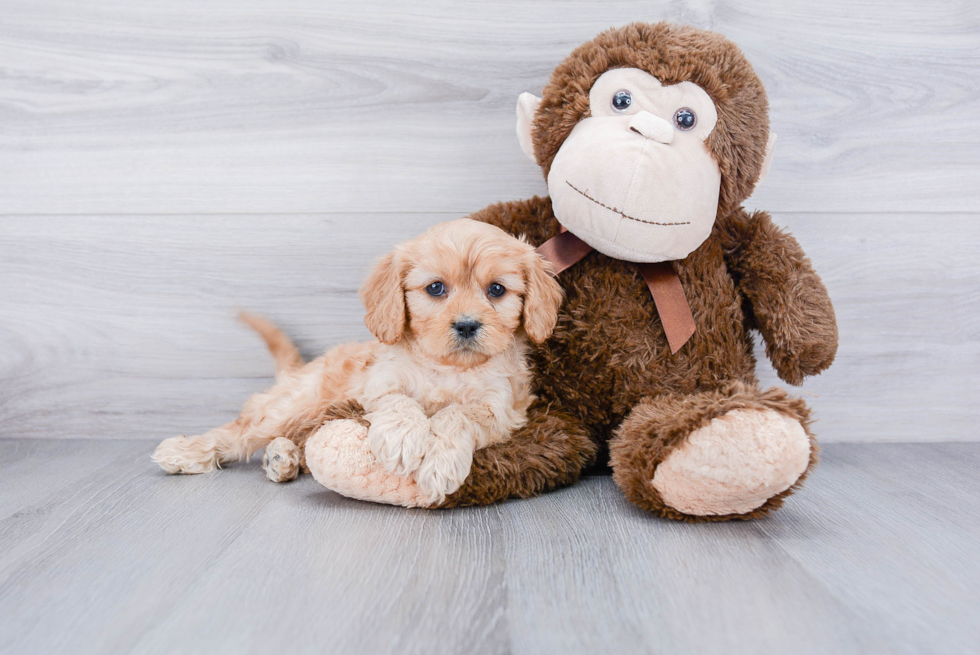 Cavapoo Pup Being Cute