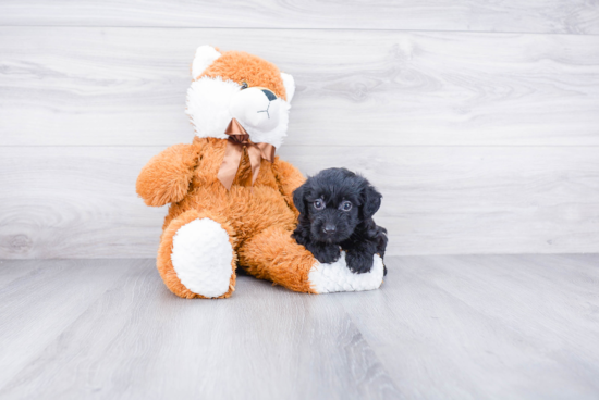 Yorkie Poo Pup Being Cute