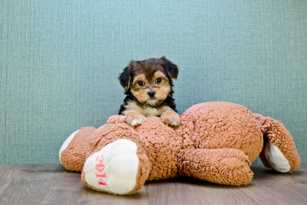 Morkie Puppy for Adoption