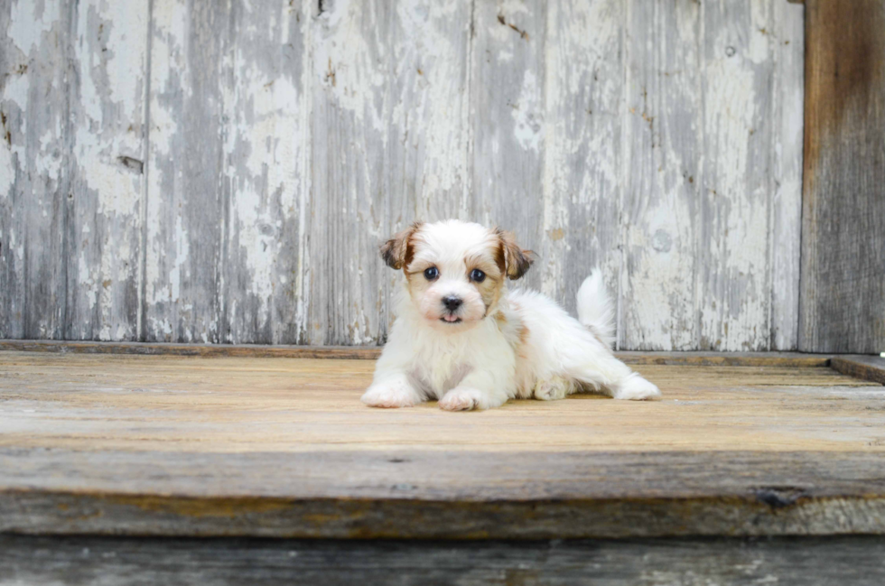 Teddy Bear Puppy for Adoption