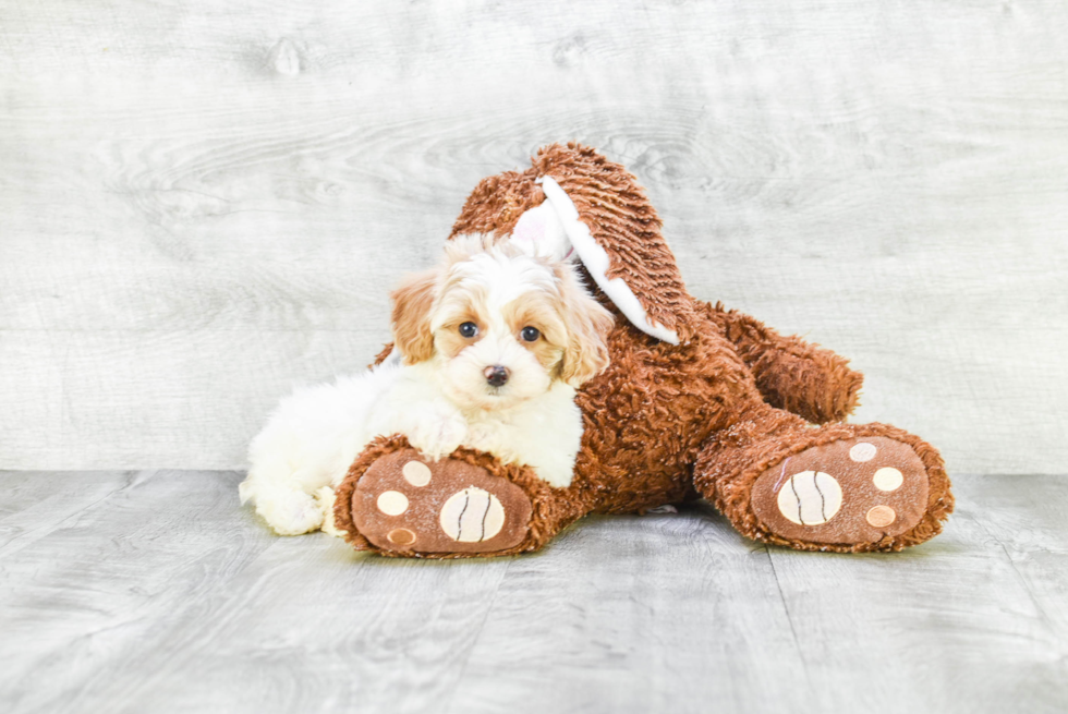 Playful Cavoodle Poodle Mix Puppy