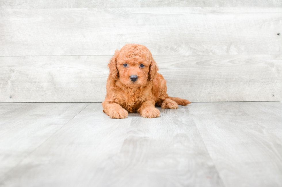 Small Mini Goldendoodle Baby