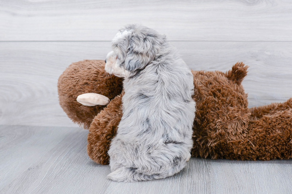 Adorable Aussiepoo Poodle Mix Puppy