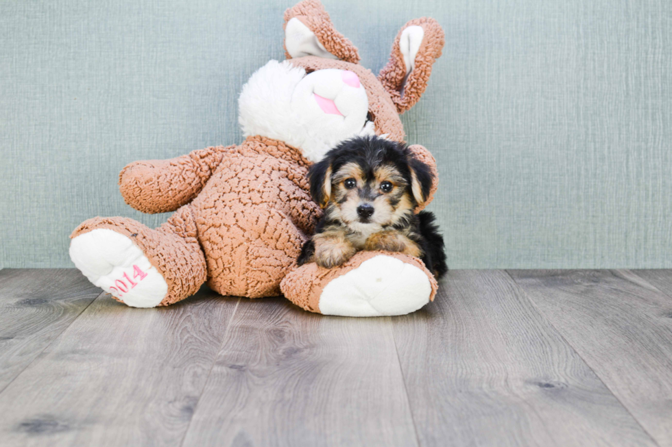 Little Yorkie Designer Puppy