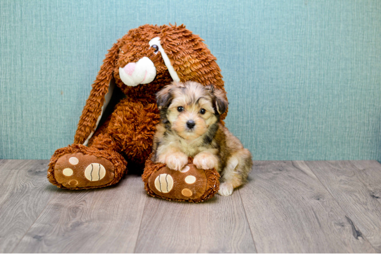 Happy Morkie Baby