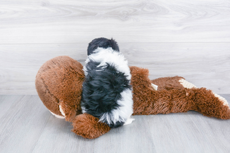 Cute Havanese Purebred Puppy