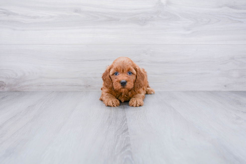 Playful Golden Retriever Poodle Mix Puppy