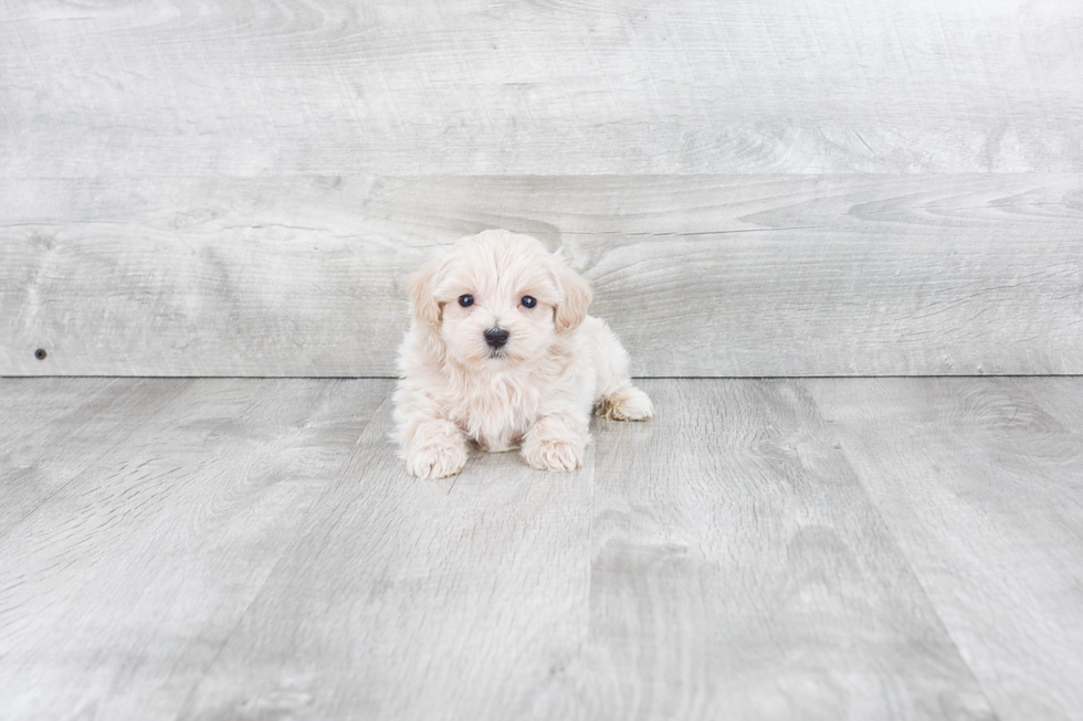 Maltipoo Puppy for Adoption