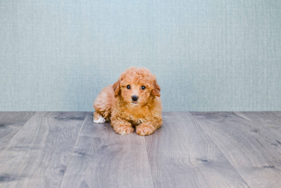 Maltipoo Puppy for Adoption