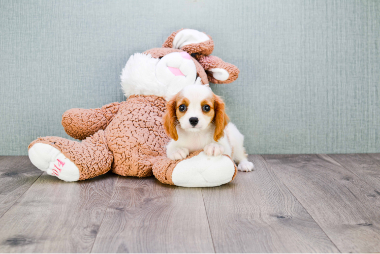 Cavalier King Charles Spaniel Puppy for Adoption