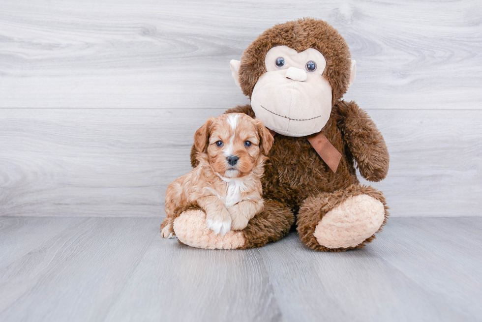 Happy Cavapoo Baby