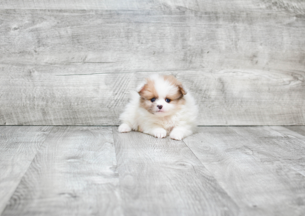 Pomeranian Puppy for Adoption