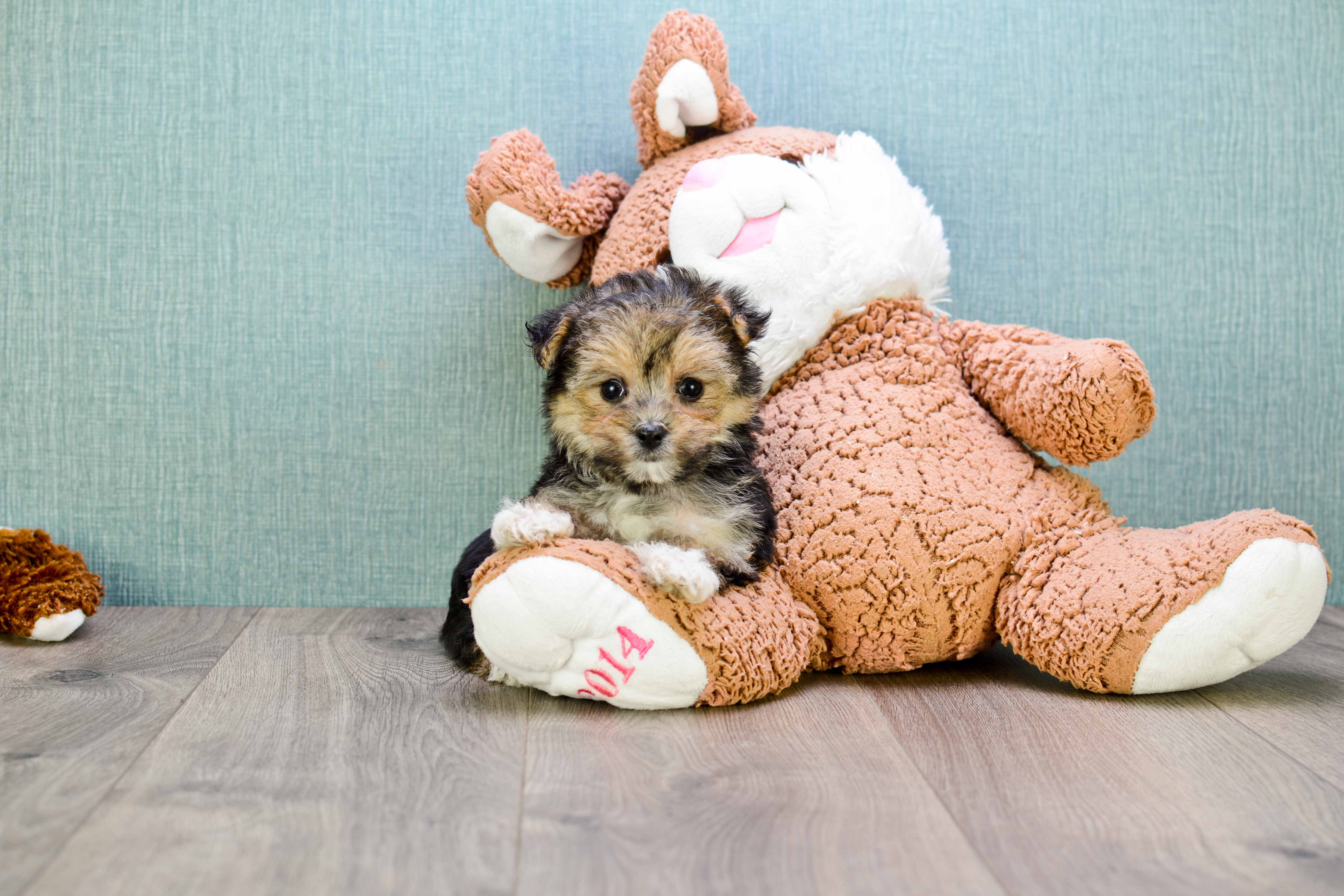 Playful Yorkie Designer Puppy