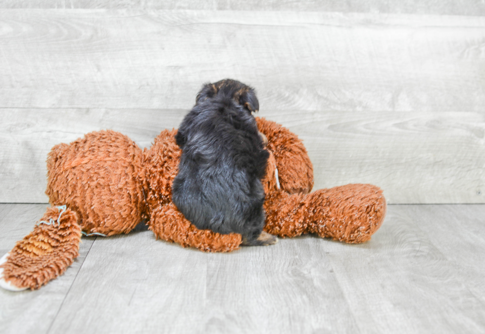 Morkie Pup Being Cute