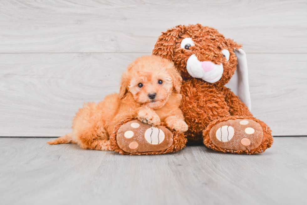 Mini Goldendoodle Puppy for Adoption