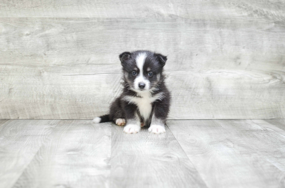 Pomsky Puppy for Adoption