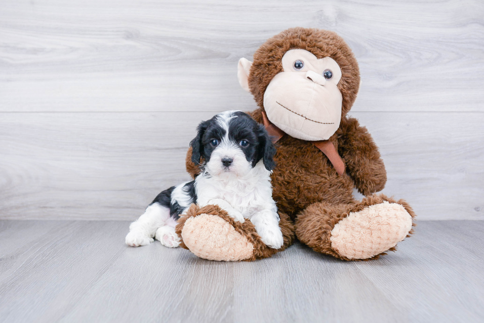 Adorable Cavoodle Poodle Mix Puppy