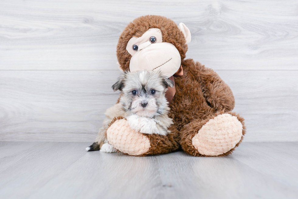 Havanese Puppy for Adoption
