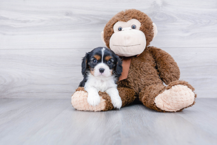 Little Cavalier King Charles Spaniel Purebred Pup